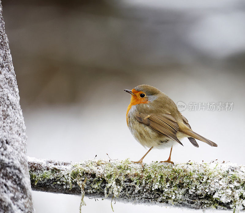 知更鸟(Erithacus rubecula)在冬天